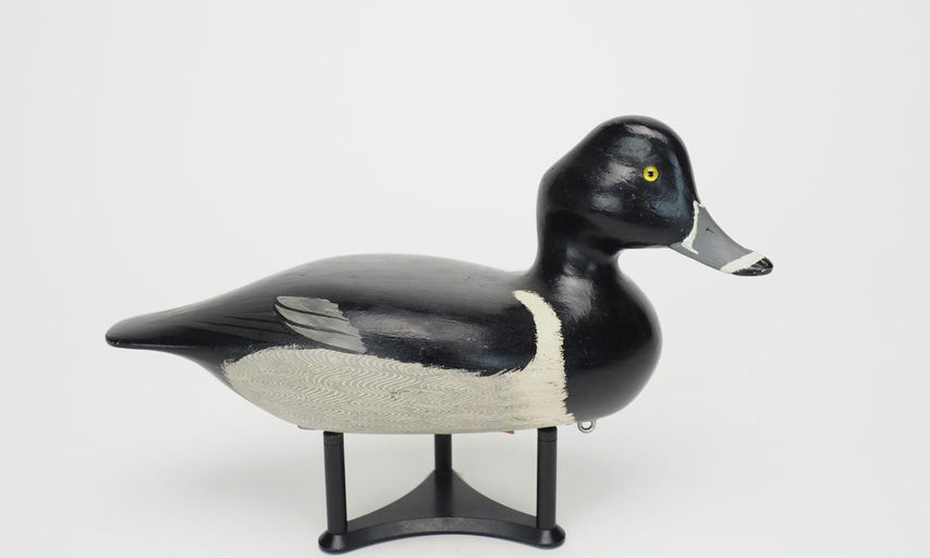 Virgil Lashbrook — Ringneck Drake