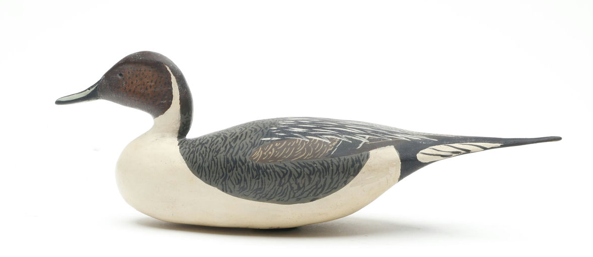 Bob White – Miniature Pintail – 2026