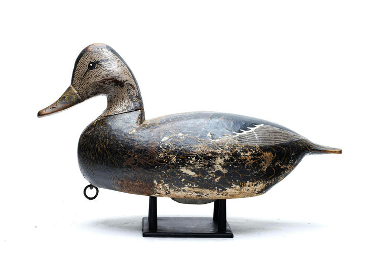 Lloyd Tyler – Black duck – 2026