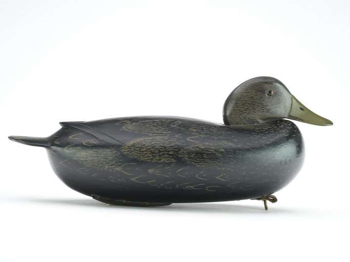 Dan English – Black Duck – 2024