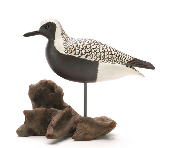 Cigar Daisey – Black Bellied Plover – 2024