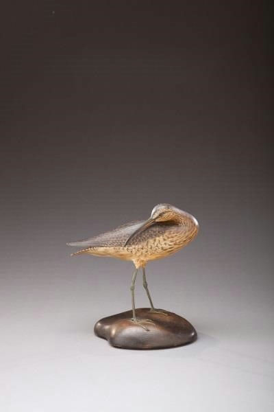 Elmer Crowell – Preening Jack Curlew – 2013