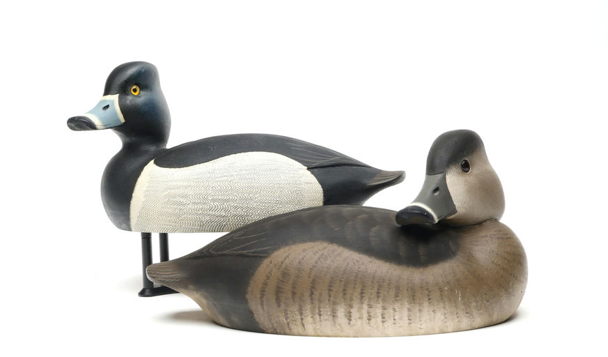 Robert Capriola – Pair of Ringneck – 2026