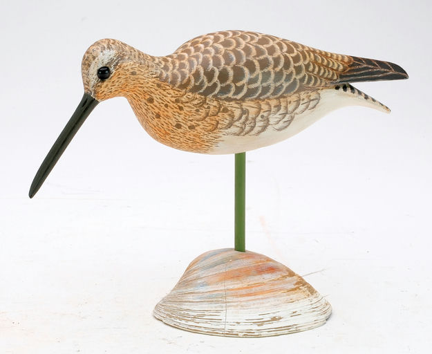 Cigar Daisey – Dowitcher – 2024