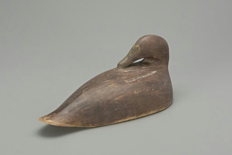 Phineas Alexander – Preening Eider Hen – 2018