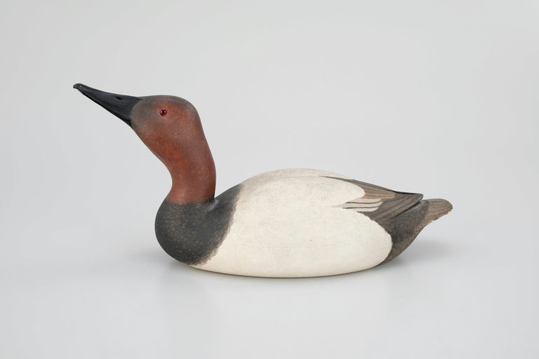 Harold Haertel – Skygazing Canvasback – 2026