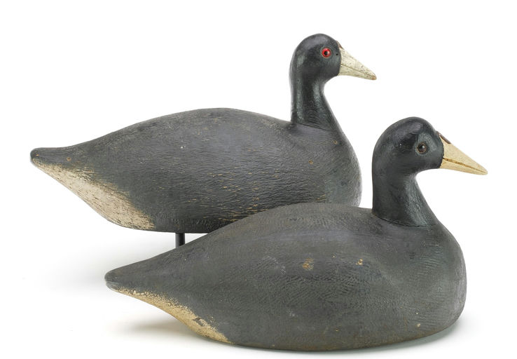 Frank Strey – Coot – 2024