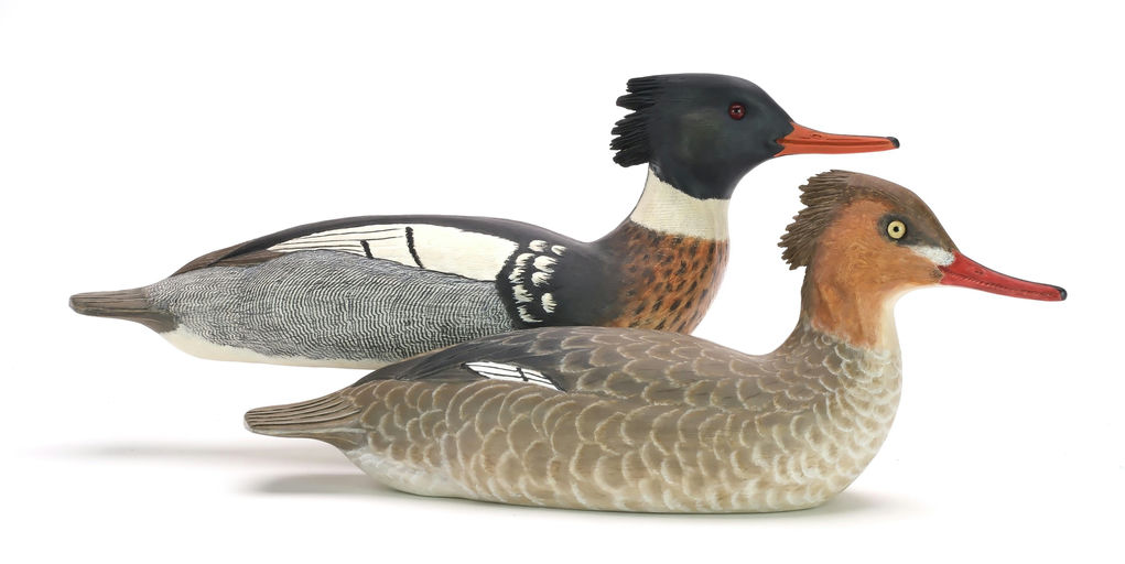 Cigar Daisey – Merganser – 2024