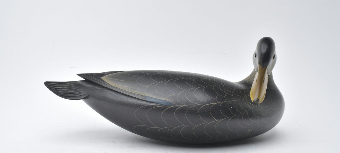 George Strunk – Preening Black Duck – 2025