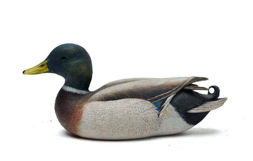 Tan Brunet – Mallard – 2026