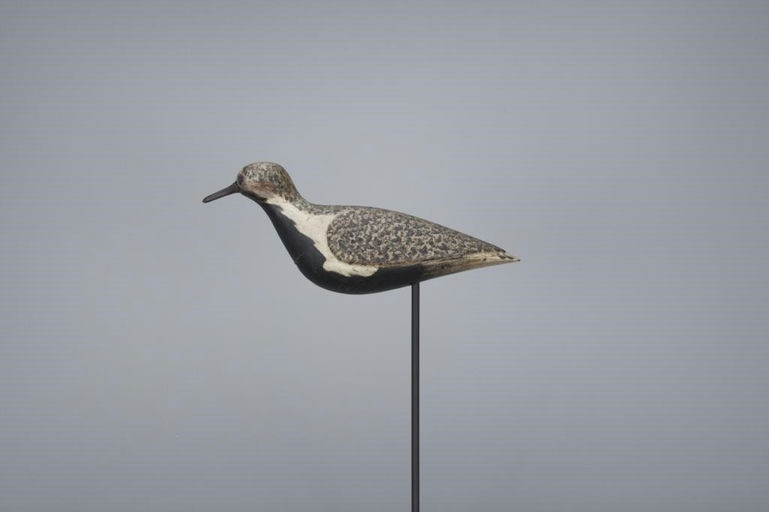 Daniel Lake Leeds – Black Bellied Plover – 2017