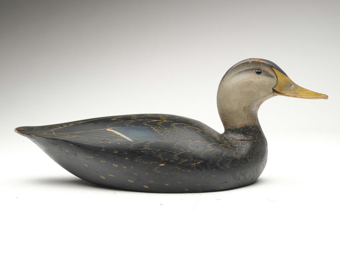Ward Brothers – Black duck – 2023