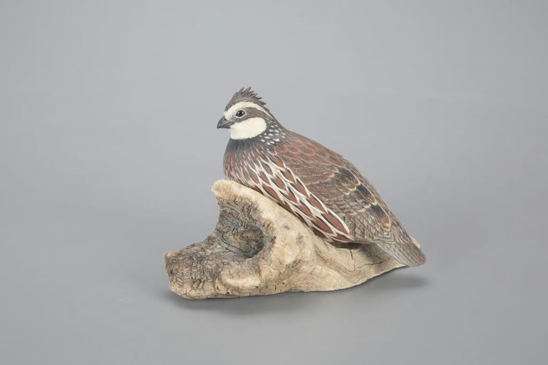 Eddie Wozny – Life-Size Resting Quail – 2023