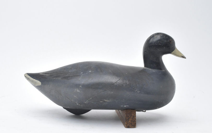 R. Madison Mitchell – Coot – 2025