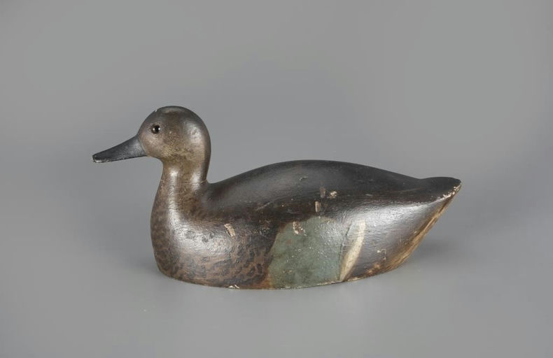 Markham Rig – Blue-winged Teal – 2024