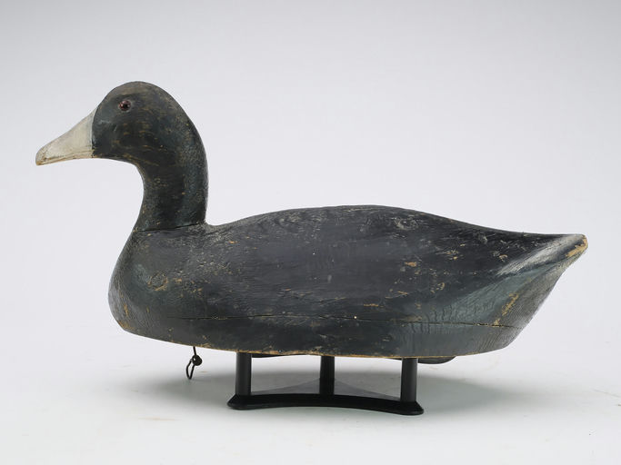 Ben Schmidt – Coot – 2024