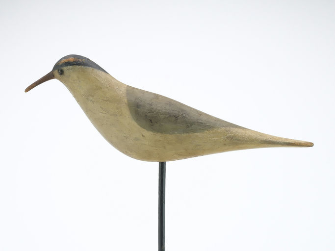Cameron McIntyre – Tern – 2024