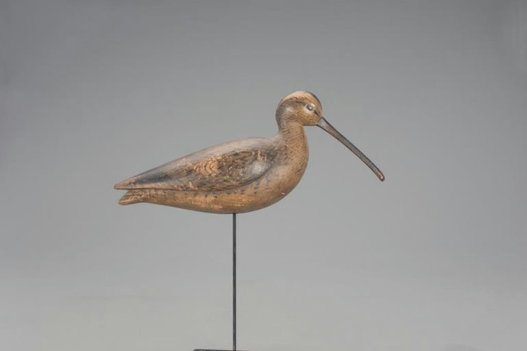 Mark McNair – Virginia Curlew – 2021