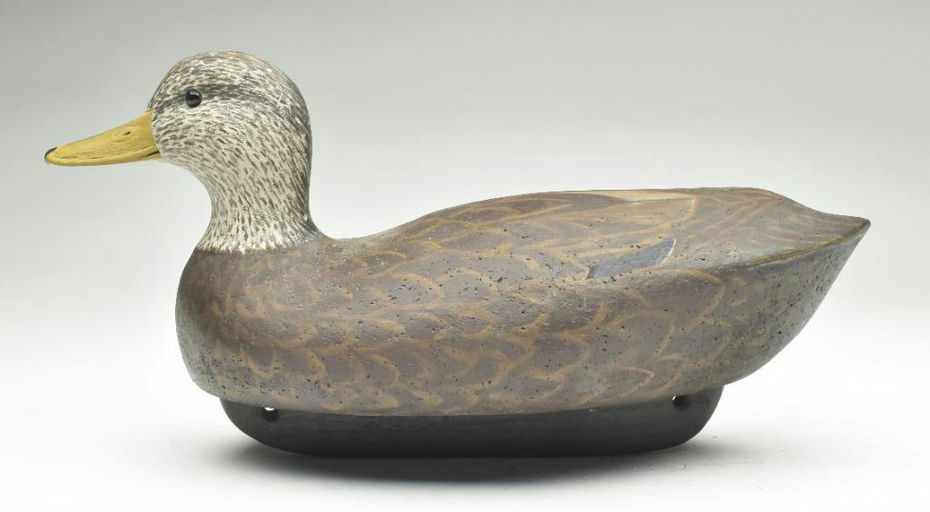 Cigar Daisey – Black Duck – 2023