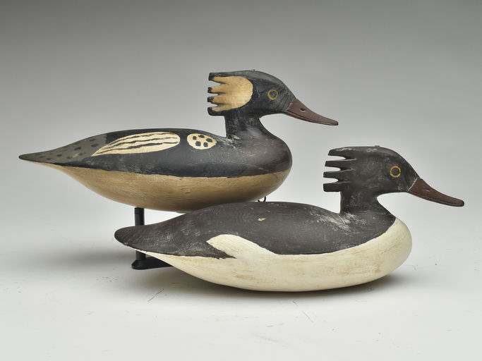 Cigar Daisey – Common Merganser – 2023