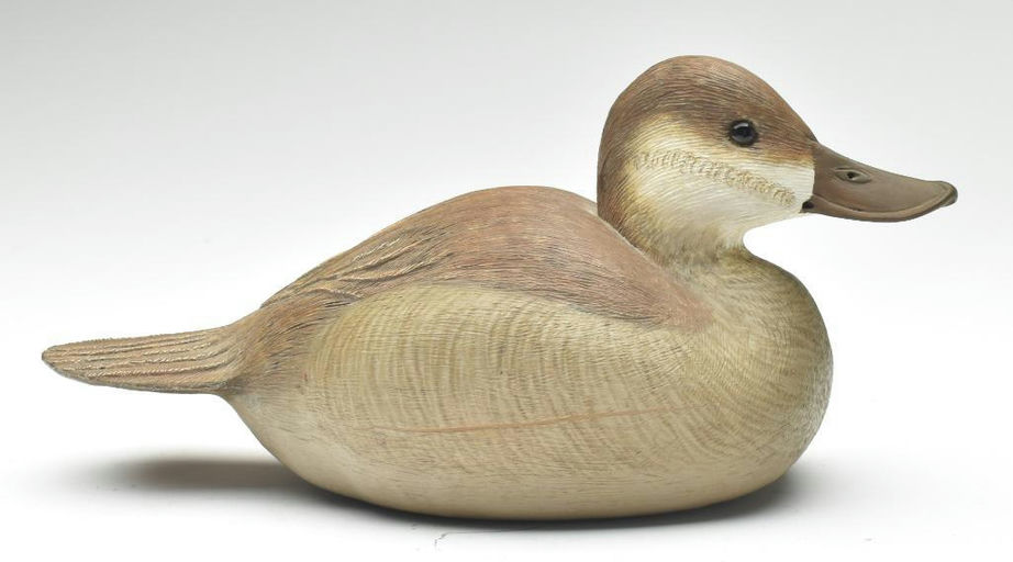 Cigar Daisey – Ruddy Duck – 2023