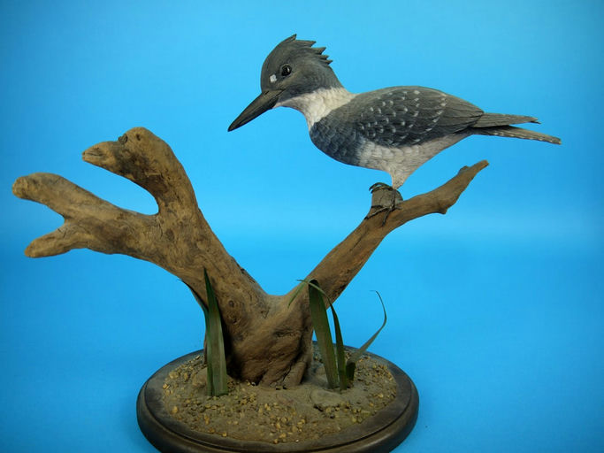 Harry McChesney – Kingfisher – 2026